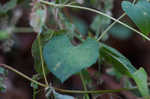 Climbing false buckwheat